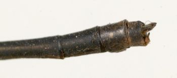 Media type: image;   Entomology 12460 Aspect: abdomen dorsal view